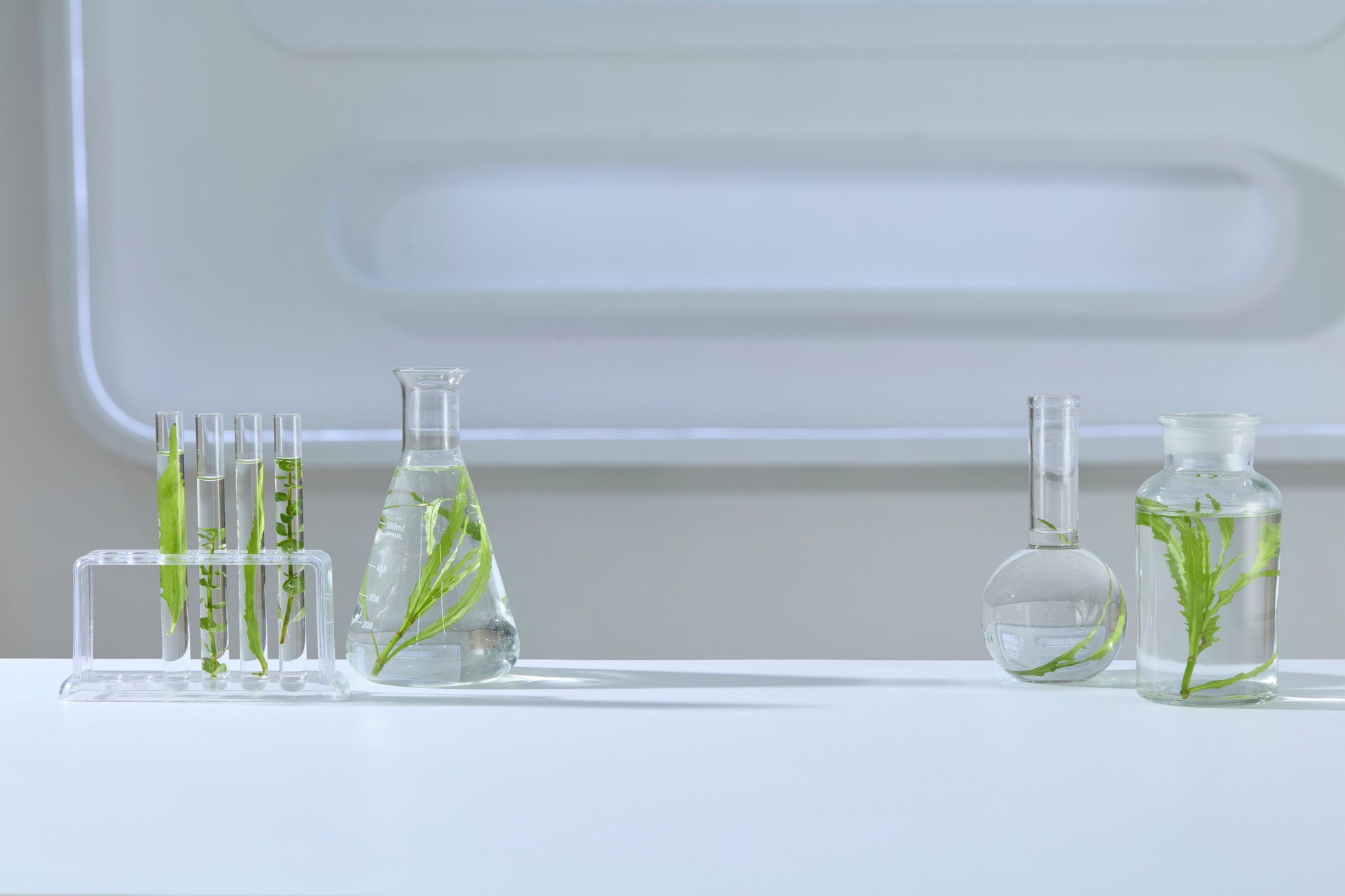 Several glass beakers and flasks hold green leaves, showing a plant science experiment in a clean lab. Laboratory background with blank space for display product